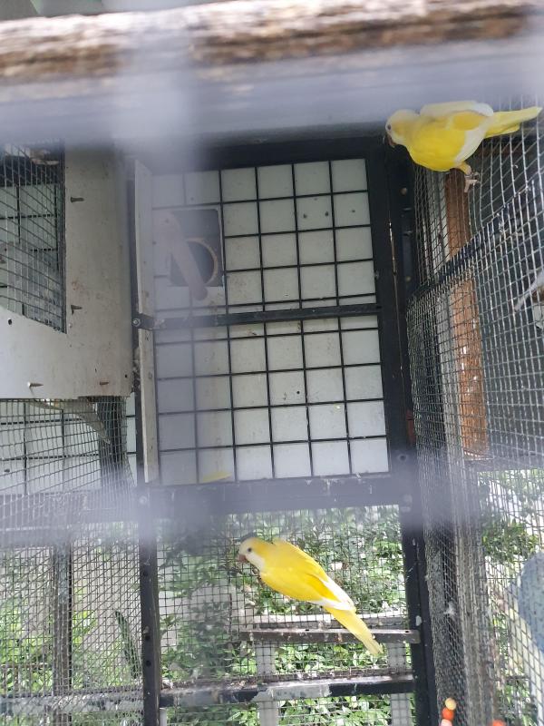 Lutino Quaker  breeding pair'
