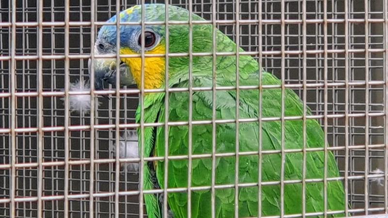 Orange Winged Amazon Pairs  Breeding Age