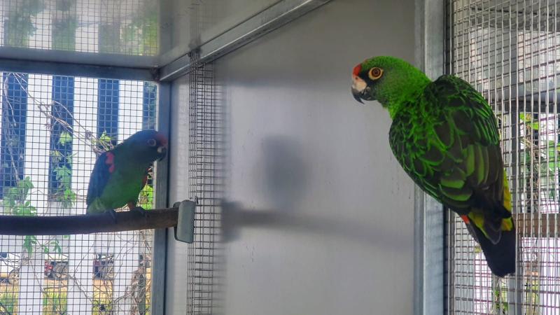 Black Winged Jardines Pair  Breeding Age