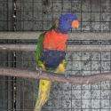 Lorikeets