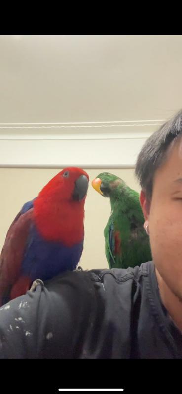 Eclectus and Conure for sale