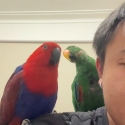 Eclectus and Conure for sale