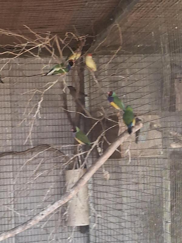 Downs Bird Breeders Assoc  Bird sale