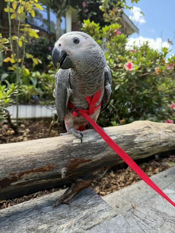 Handraised African Greys (harness trained)