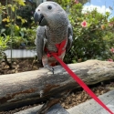 Handraised African Greys (harness trained)