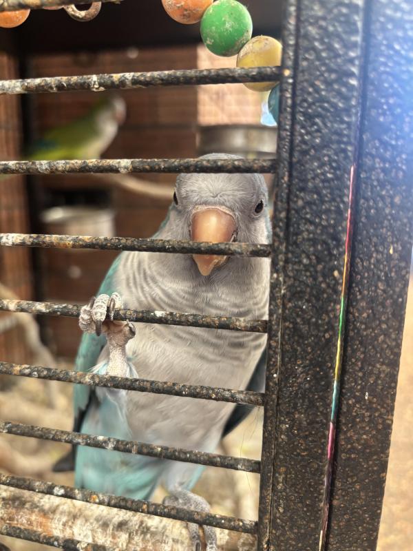 Breeding pair quaker Parrots