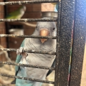 Breeding pair quaker Parrots