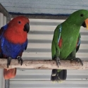Breeding pair eclectus parrots