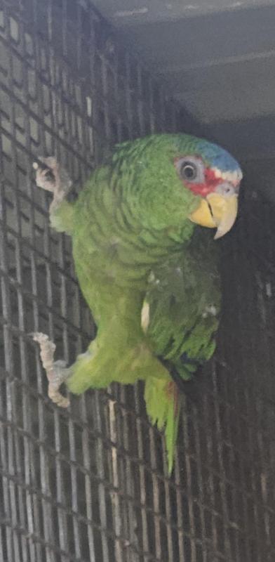 White Fronted Amazon Breeding Hen