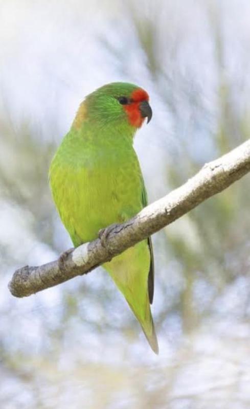 U/r pairs of Littles and spare purple crown