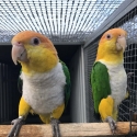 WHITE BELLIED CAIQUE