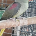 Alexandrine  parrot