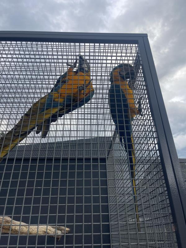 Blue and gold macaws