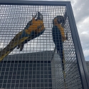 Blue and gold macaws