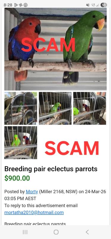 Breeding pair eclectus parrots SCAM