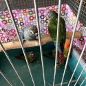 Parrots for sale