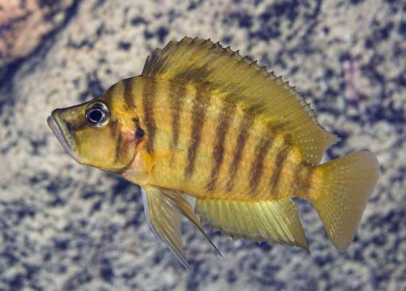 A. compressiceps gold