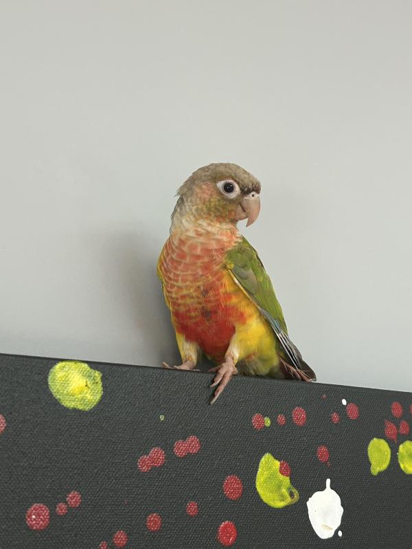 Pineapple GC conure