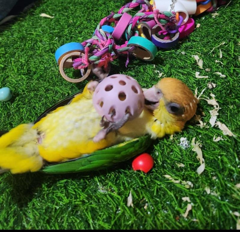 Swap baby Caique for tame or part tame female bird
