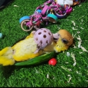 Swap baby Caique for tame or part tame female bird