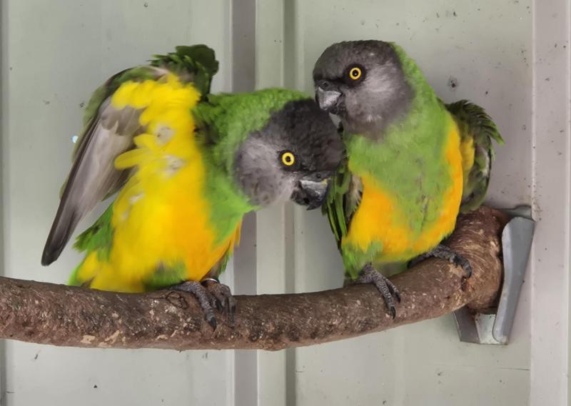 SENEGAL PARROTS