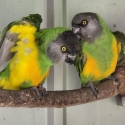 SENEGAL PARROTS