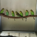 Pure Normal Bush Budgies