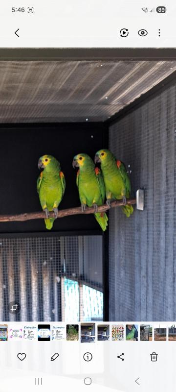 Male Blue Fronted Amazon's