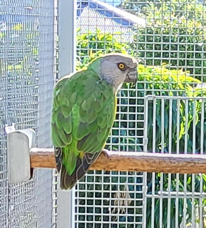 Senegal Parrot Hen