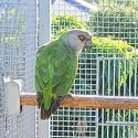 Senegal Parrot Hen