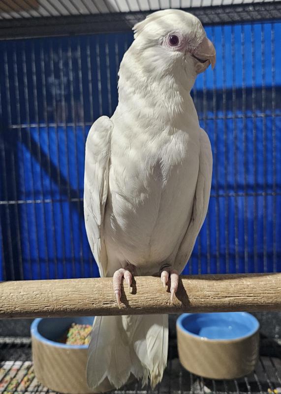 Albino Galah