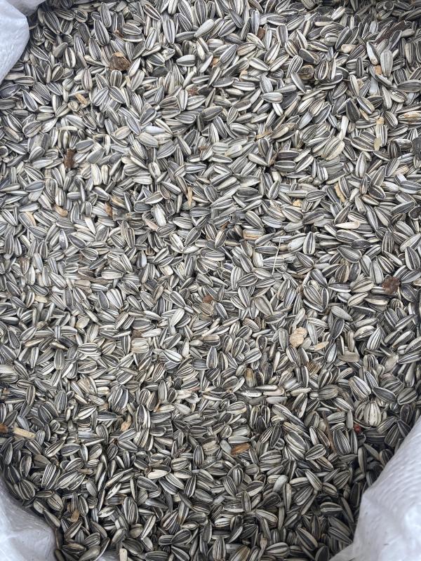 Shepparton BIRD EXPO 17th May 2026 FTC SEEDS Coming