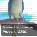 Hen Alexanderine parrot   Sydney.