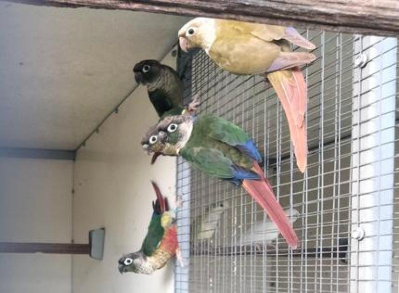 Conures, Quakers and Blue Moustache parakeets