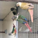 Conures, Quakers and Blue Moustache parakeets