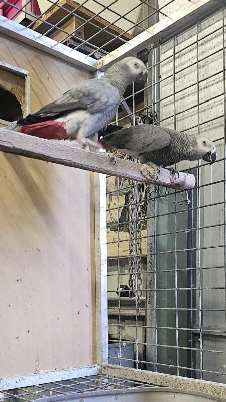 Breeding Pair of African Greys