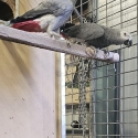 Breeding Pair of African Greys