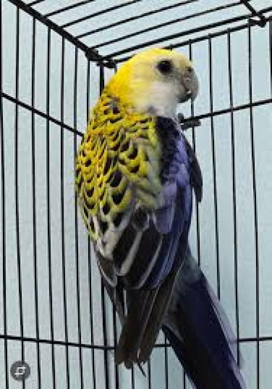 Pale head rosella hen