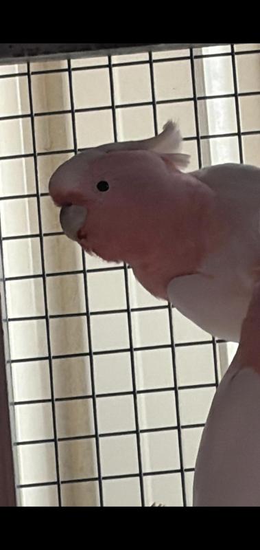 MAJOR MITCHELL COCKBIRD