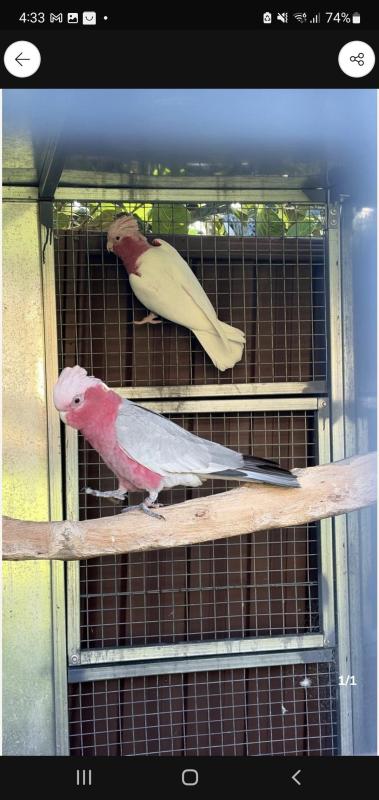 4YR OLD LUTINO HEN & PROVEN SPLIT LUTINO GALAH COCKBIRD