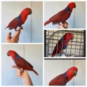 HAND RAISED BABY FEMALE ECLECTUS