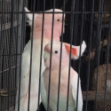 Major Mitchell Cockatoos