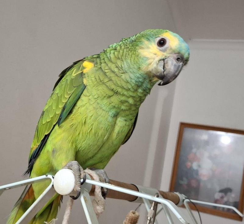 Blue fronted Amazon's hand raised