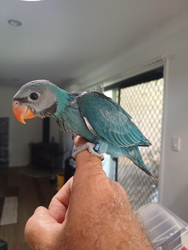 Blue Moustached Parrots