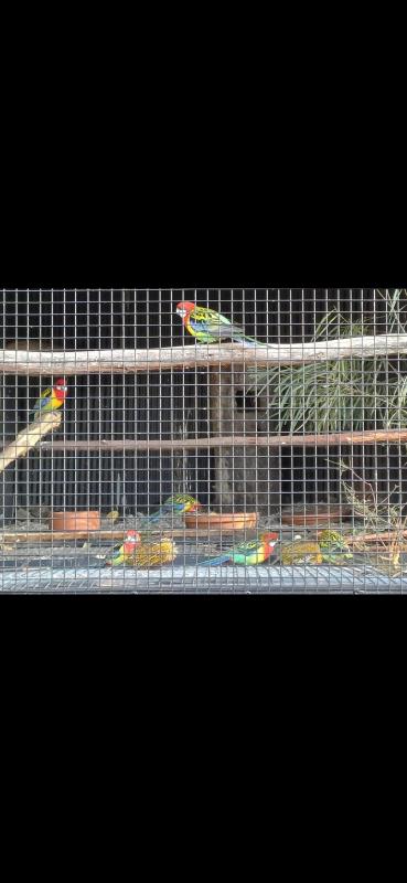 Eastern Rosellas