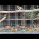Eastern Rosellas