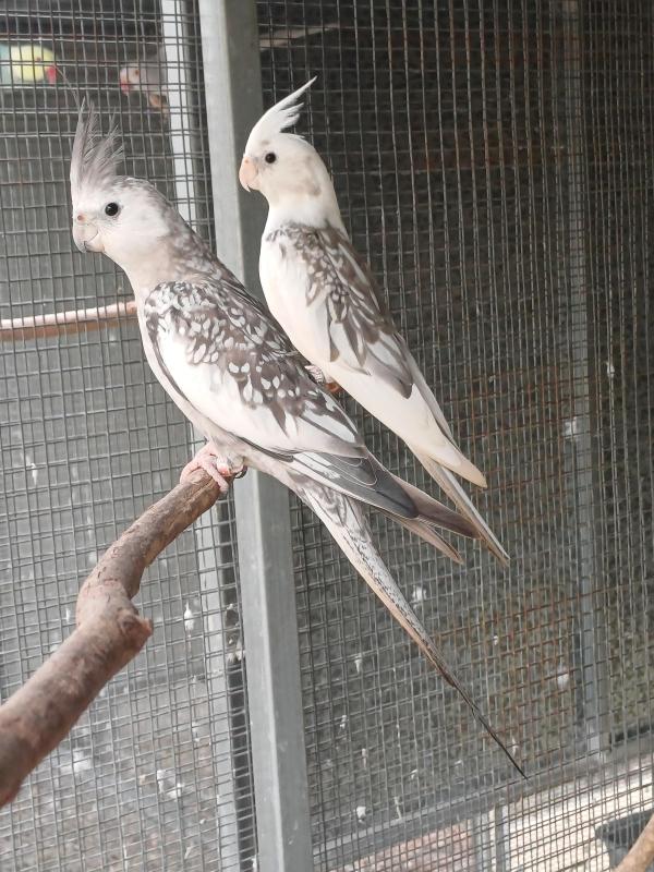 Whiteface Cockatiels