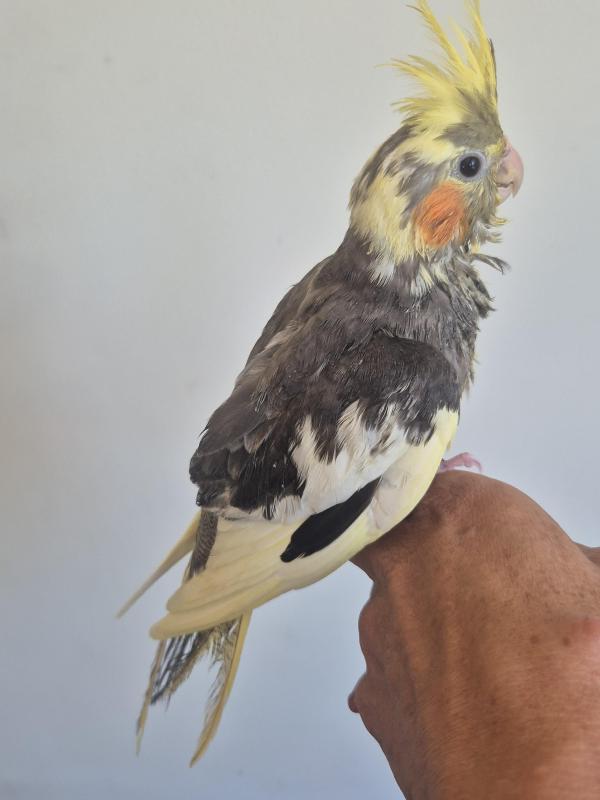 Handraised cockatiels
