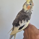 Handraised cockatiels