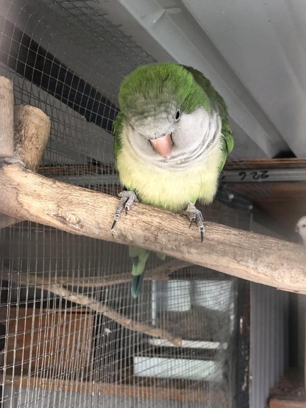 Green Split Lutino Quaker